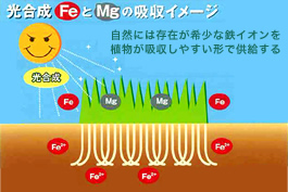 光合成FeとMgの吸収イメージ
